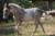 pinto paso fino sabino filly pinte in gait