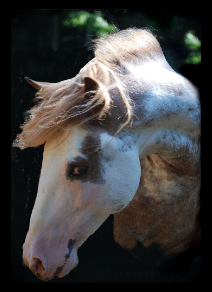 pinto paso fino sabino stallion