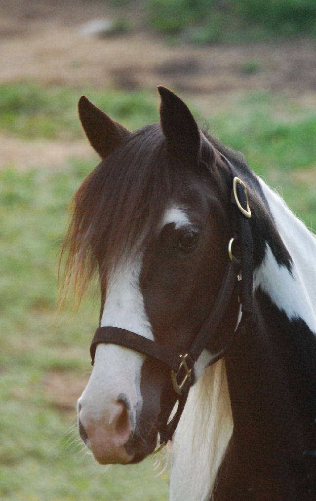 pinto paso fino mare homozygous black and white tobiano