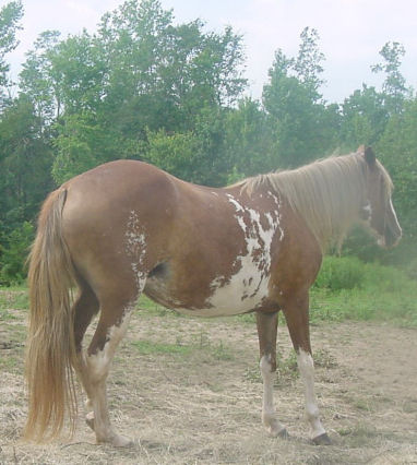 sabino paso fino mare