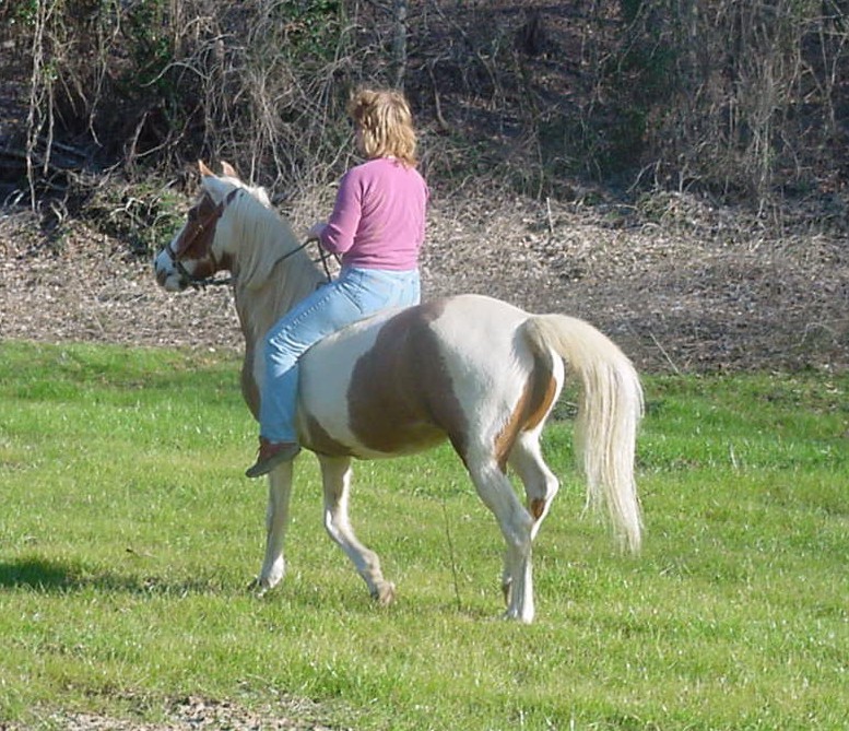 Tobiano pinto paso fino mare