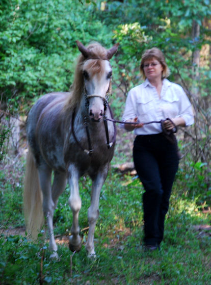 sabino pinto paso fino stallion