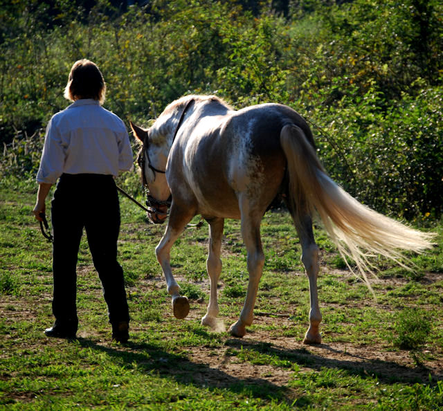 pinto paso fino sabino markings