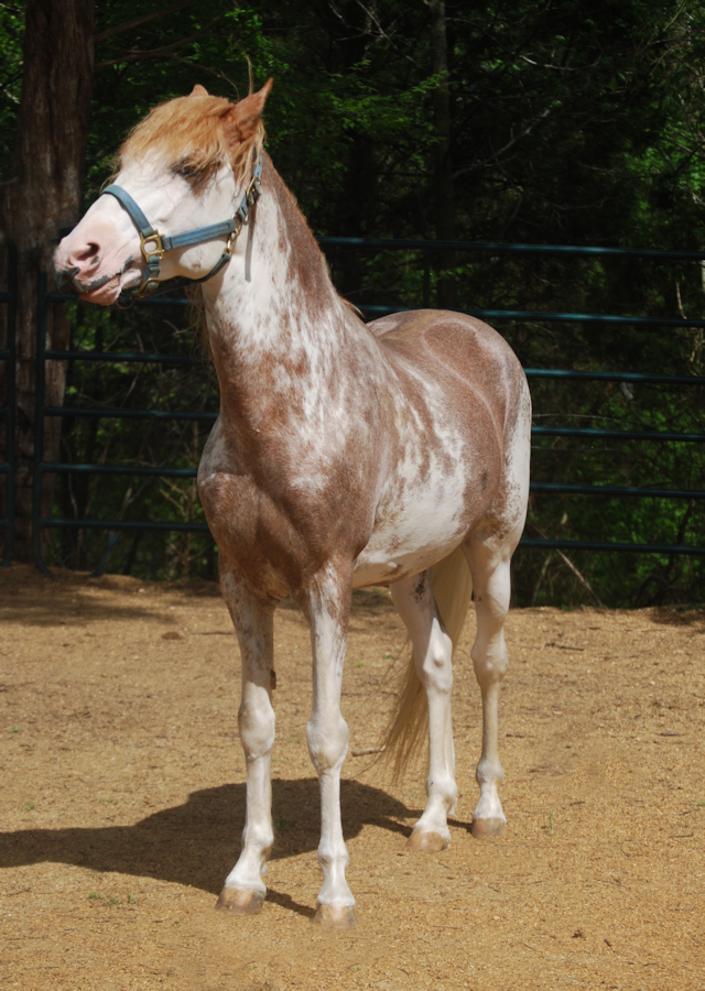 sabino paso fino stallion Curandero TM  