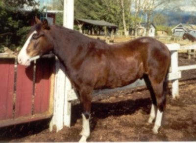 sabino characteristic paso fino