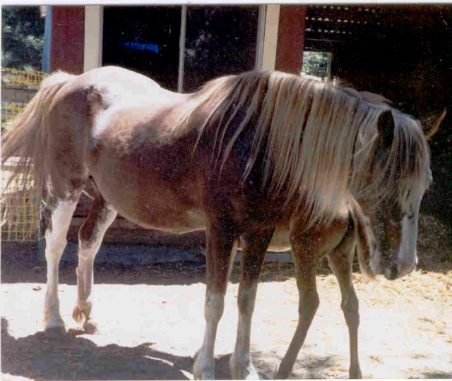 sabino pinto paso fino mare