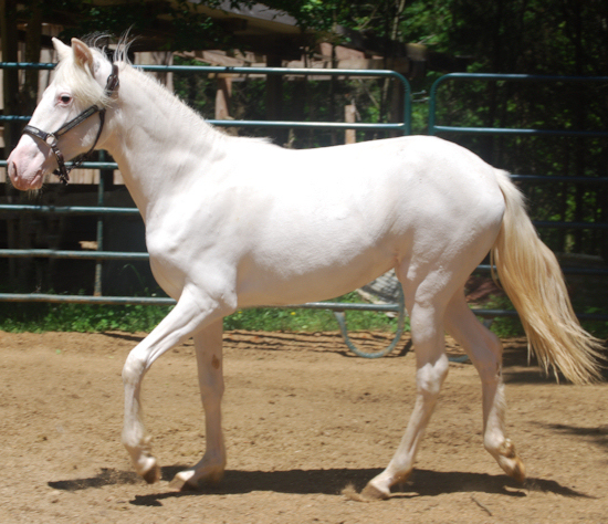 maximum white sabino paso fino