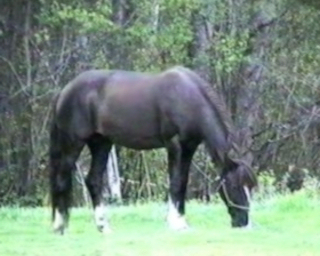 sabino characteristic mare