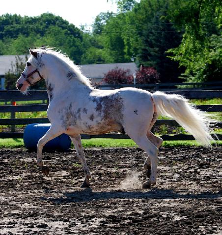 sabiano pinto paso fino stallion