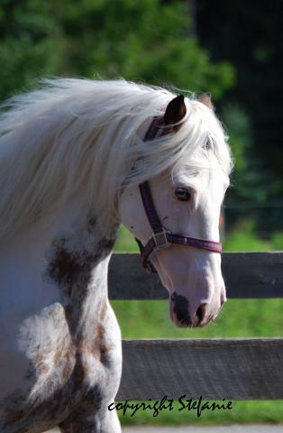 pinto paso fino, sabiano stallion 