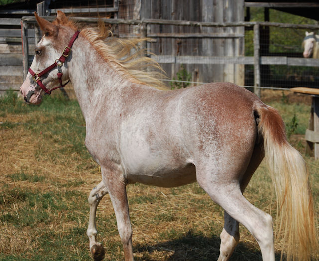 sabino pinto paso fino filly - pinte