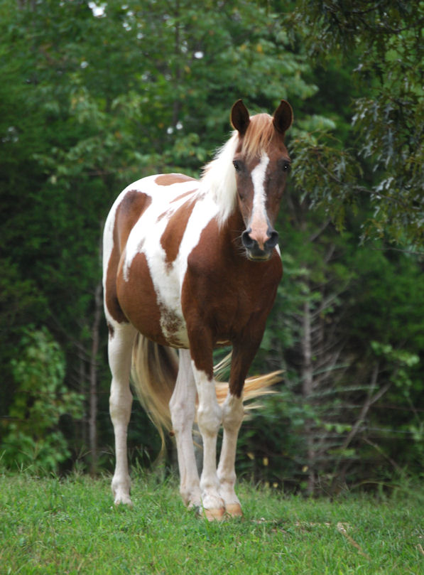 homozygous tobiano pinto paso fino mare