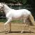 maximum white sabino pinto paso fino