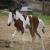 homozgyous tobiano pinto paso fino colt