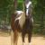 black and white tobiano pinto paso fino