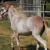 sabino pinto paso fino filly