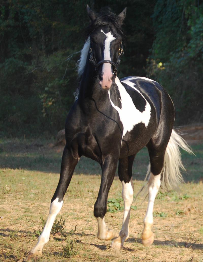 pinto paso fino