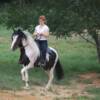 Pinto Paso Fino stallion