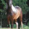 tobiano pinto paso fino filly