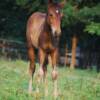 Capuchino granddaughter