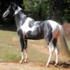 double homozygous pinto paso fino stallion