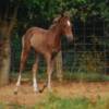 Paso Fino filly - Nevado granddaughter