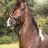 Regao de Marichalo champion pleasure stallion