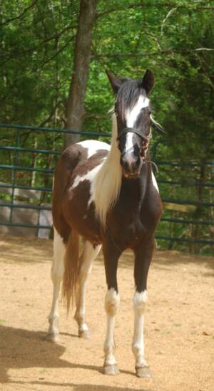 pinto paso fino black and white filly