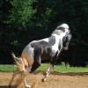 tobiano pinto paso fino