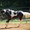 homozygous black and white pinto paso fino