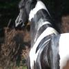 black and white paso fino stallion