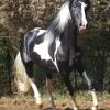 pinto paso fino stallion