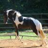 elegant black and white paso fino