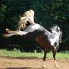 black and white tobiano paso fino