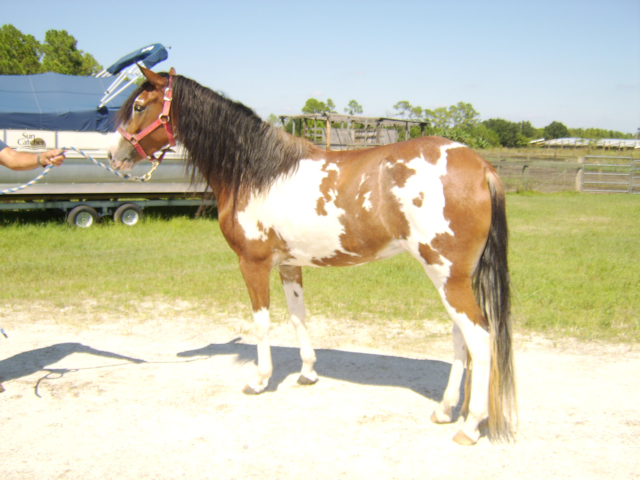 sabino pinto paso fino mare - peca