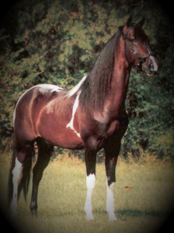 pinto paso fino champion stallion